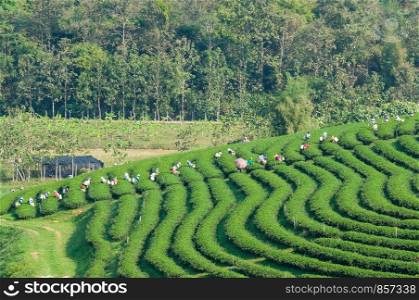 Fresh green tea bud and leaves, Tea plantation field, nature background