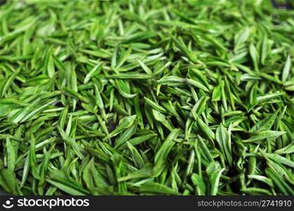 Fresh green tea leaves