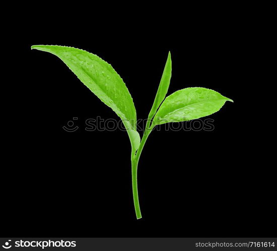 Fresh green tea leaves with drops of water on black background.