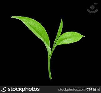 Fresh green tea leaves with drops of water on black background.