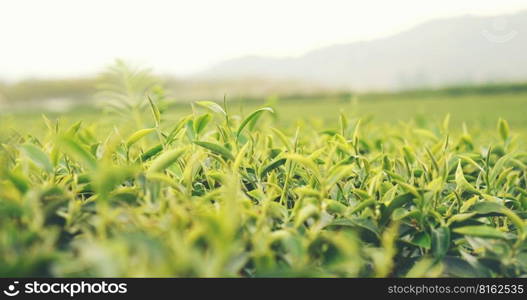 Fresh Green tea tree leaves in eco herbal farm. Tree tea plantations in morning sun light. Freshness herbal green natural garden farmland. Drinking organic relax heath plant. Green tea tree in farm