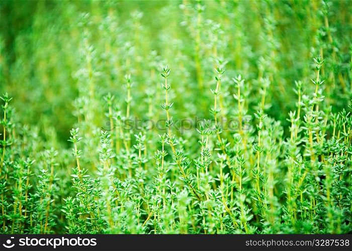 Fresh green thyme herbs growing in garden
