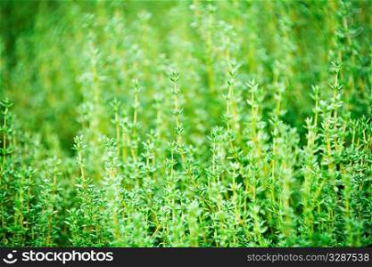 Fresh green thyme herbs growing in garden