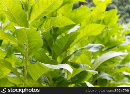 Fresh green tobacco plant. Fresh green tobacco plants with big leaves at a farm