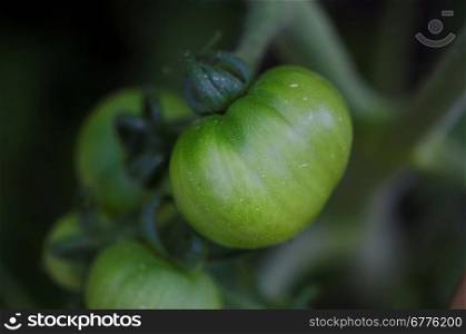 Fresh green tomato growing on a plant, Lake of the Woods, Ontario, Canada