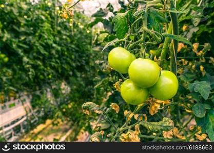 Fresh green tomatoes in a greenery with tomato plants