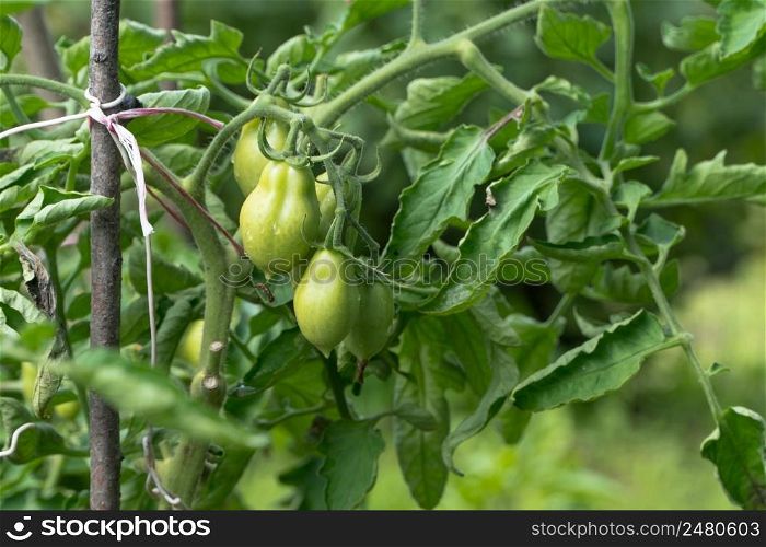 fresh green tomatoes on a branch in the garden. green tomatoes on a stalk