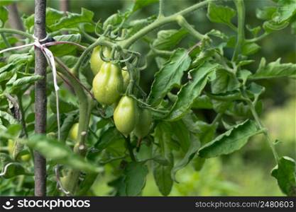 fresh green tomatoes on a branch in the garden. green tomatoes on a stalk
