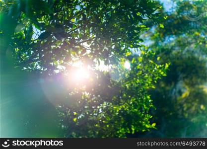 Fresh green tree foliage, the sun breaks through the lush leaves of a tree, abstract natural background, freshness of spring or summer nature. Fresh green tree foliage