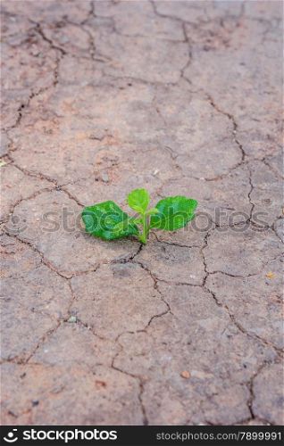 Fresh green tree growing through dry cracked soil