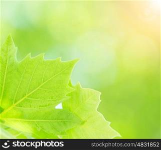 Fresh green tree leaves border on blurry background, closeup of maple leaf, freshness concept, spring season