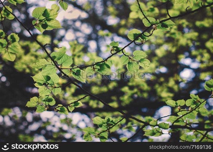 Fresh green tree leaves, frame. Natural background