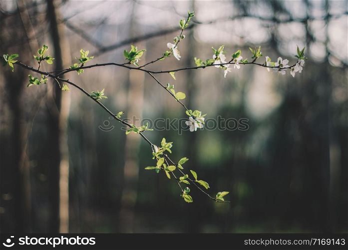 Fresh green tree leaves in the Spring