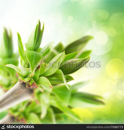 fresh green tree sprouts in garden on bpkeh background. tree sprouts in garden