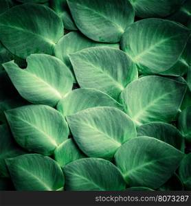 Fresh green tropical plant leaves. Abstract nature background