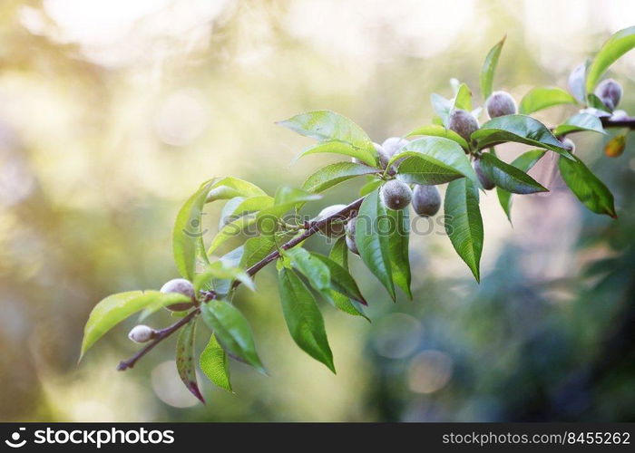 fresh green unripe peaches on branch tree. natural home grown fruit on a hobby farm. spring day in the orchard. fresh green unripe peaches on branch tree. natural home grown fruit on a hobby farm. spring day in the orchard.