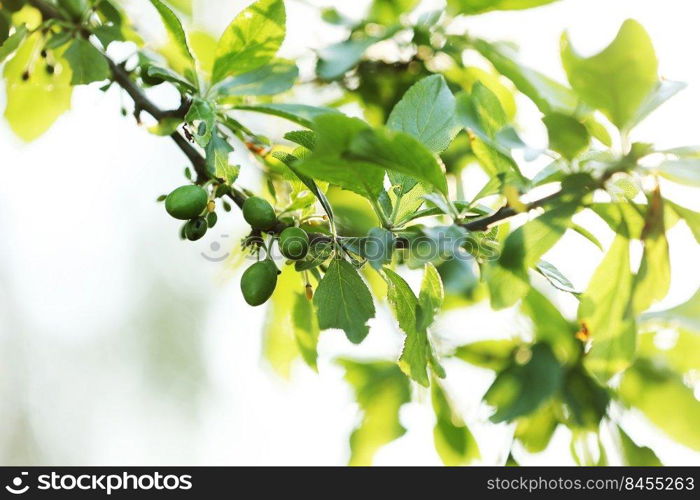 fresh green unripe plums on a branch of tree with sunlight. fruits garden in a spring sunny day. harvest.. fresh green unripe plums on a branch of tree with sunlight. fruits garden in a spring sunny day. harvest