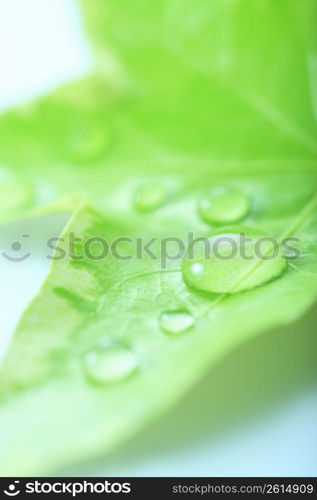 Fresh green, Water drop