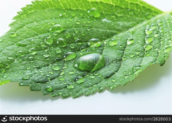 Fresh green, Water drop
