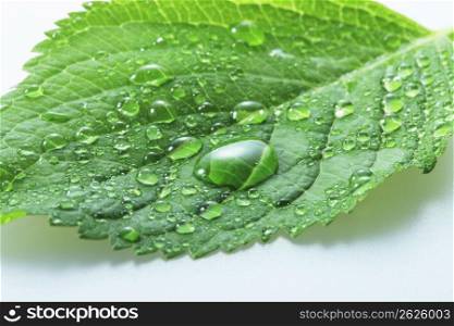 Fresh green, Water drop