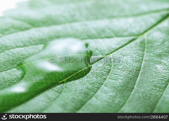 Fresh green, Water drop