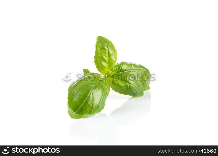 Fresh green wet leaf basil isolated on a white background