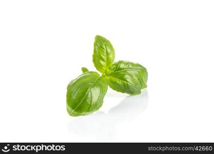 Fresh green wet leaf basil isolated on a white background