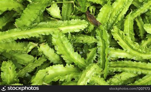 Fresh green winged bean vegetable background