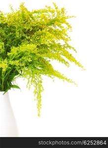 Fresh green yellow spring flowers border in the vase isolated on white background&#xA;