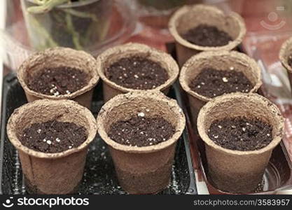 Fresh Ground In A Flowerpot