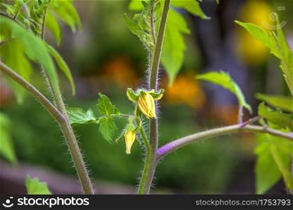 Fresh growing tomato flowering and fruiting plant with full-blooms yellow flowers and buds.