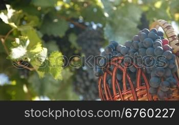 Fresh Harvest Dark Blue Grapes In Basket Against The Vine