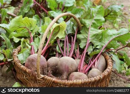 Fresh harvested beetroots in basket, organic beets with leaves growing on bed .. Fresh harvested beetroots in basket, organic beets with leaves growing on bed