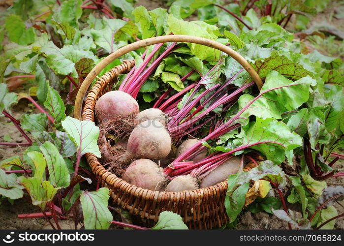 Fresh harvested beetroots in basket, organic beets with leaves growing on bed .. Fresh harvested beetroots in basket, organic beets with leaves growing on bed