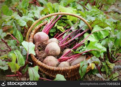 Fresh harvested beetroots in basket, organic beets with leaves growing on bed .. Fresh harvested beetroots in basket, organic beets with leaves growing on bed