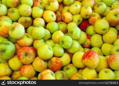 Fresh harvested green and yellow apples partially turned red. Green, Yellow And Red Apple