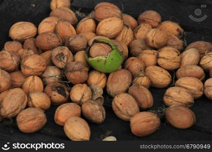 Fresh harvested walnuts in autumn sunlight