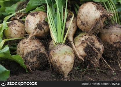 Fresh harvested white organic beetroots laying on the ground soil. Beetroots with leaf. Unwashed beetroots.