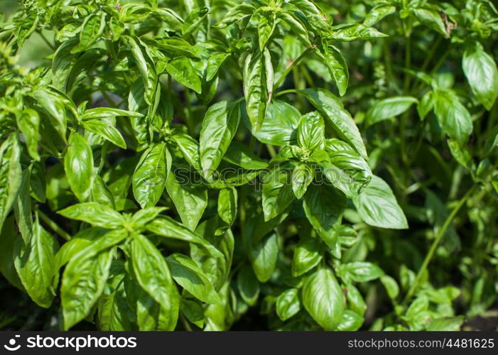 Fresh harvesting basil on a garden. Fresh harvesting basil