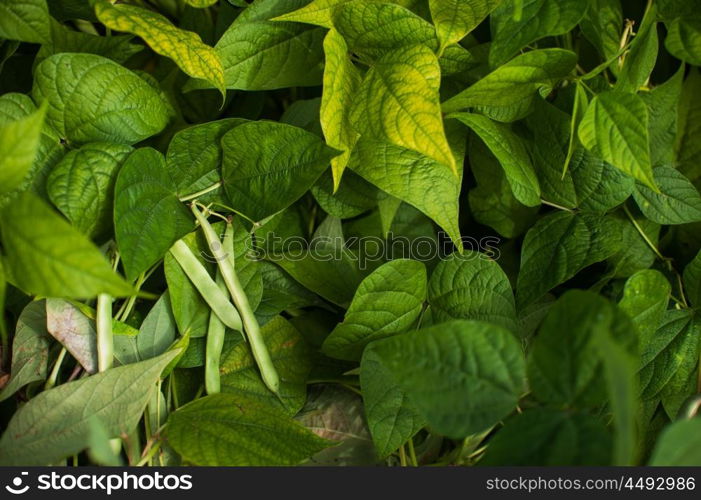 Fresh harvesting beans. Fresh harvesting beans on the ground