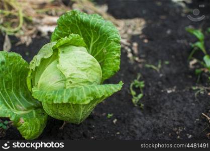 Fresh harvesting cabbage. Fresh harvesting cabbage on the ground