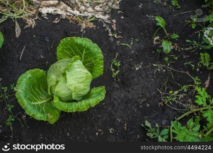 Fresh harvesting cabbage. Fresh harvesting cabbage on the ground