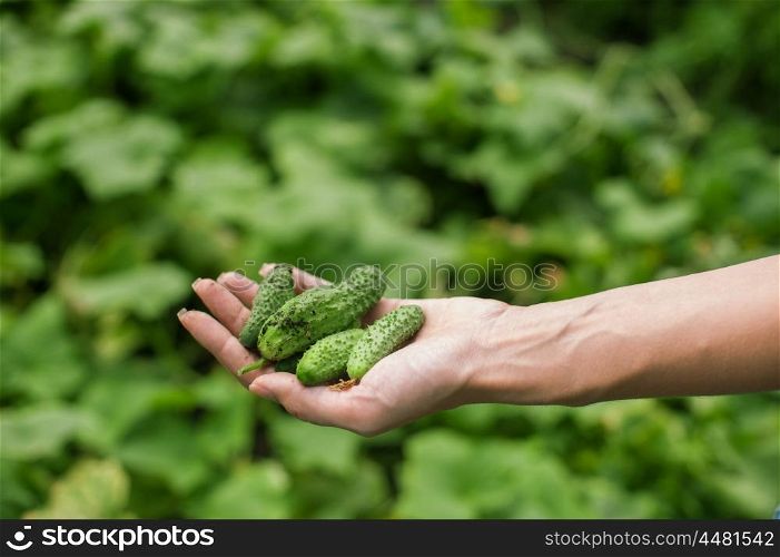 Fresh harvesting cucumbers. Fresh cucumbers on the hand
