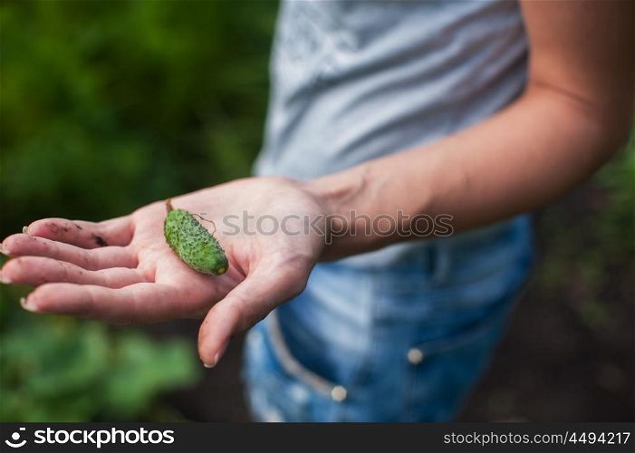 Fresh harvesting cucumbers. Fresh cucumbers on the hand