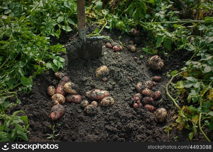 Fresh harvesting potatoes. Fresh harvesting potatoes on the ground