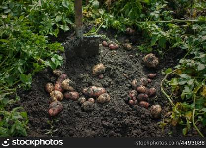 Fresh harvesting potatoes. Fresh harvesting potatoes on the ground