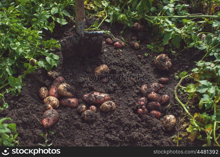 Fresh harvesting potatoes on the ground. Fresh harvesting potatoes