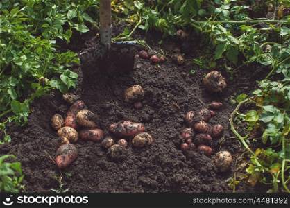 Fresh harvesting potatoes on the ground. Fresh harvesting potatoes