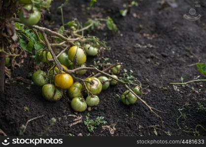 Fresh harvesting tomatoes. Fresh harvesting tomatoes on the ground