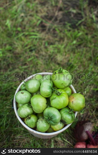 Fresh harvesting tomatoes. Fresh harvesting tomatoes on the ground